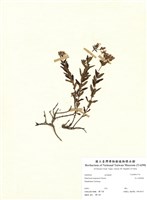 藏品(玉山金絲桃)的圖片